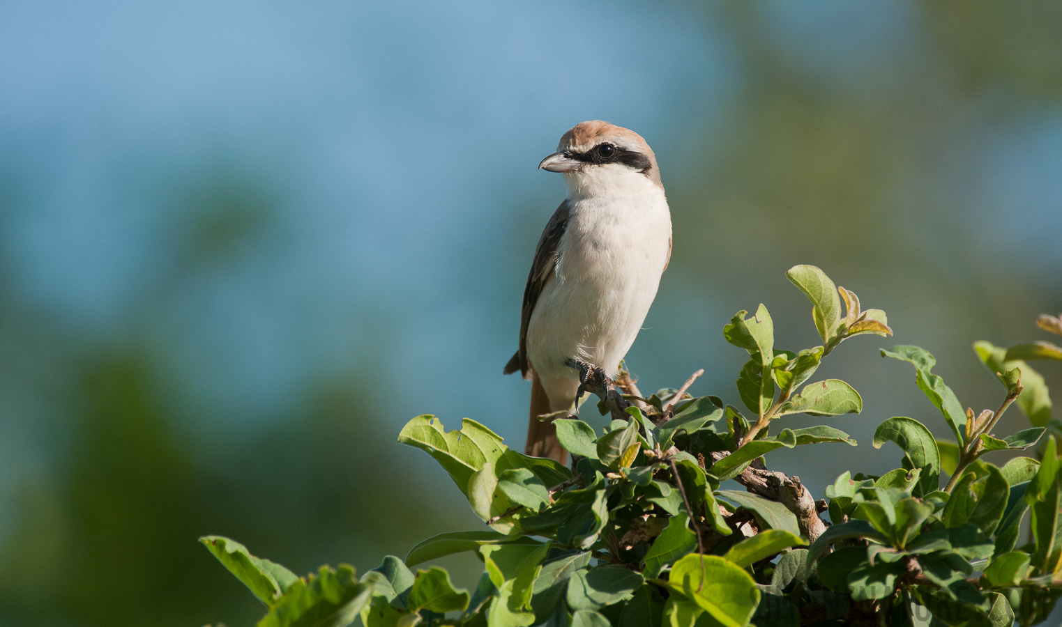 Lanius isabellinus [550 mm, 1/2500 sec at f / 6.3, ISO 1000]